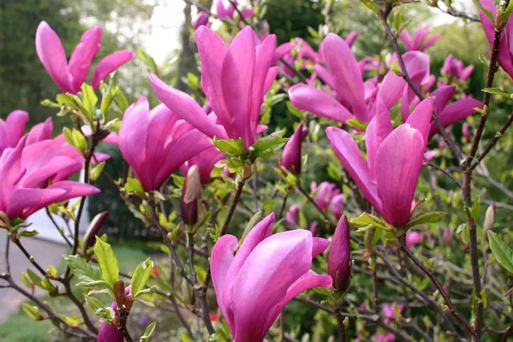 Magnolia Nigra Roz (Magnolia liliiflora 'Nigra') – Ghiveci, înălțime 80–100 cm