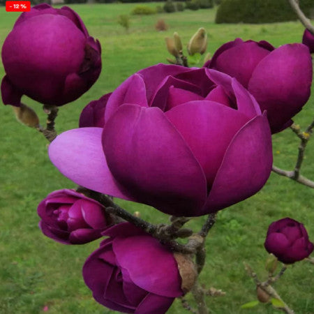 Magnolia Black Tulip (Magnolia 'Black Tulip') – Ghiveci, înălțime 80–100 cm