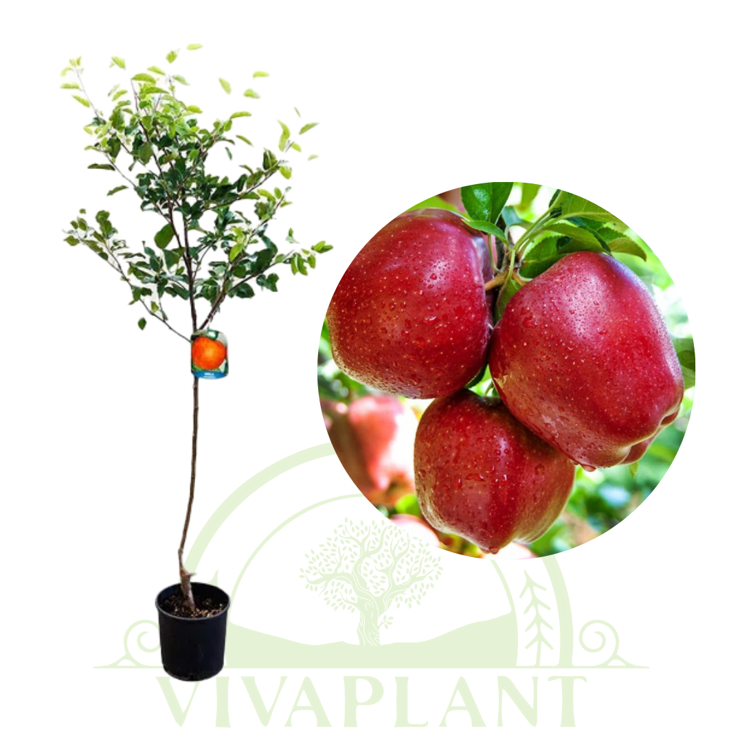 Măr – Red Delicious