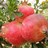 Rodiu Mollar de Elche (Punica granatum 'Mollar de Elche')