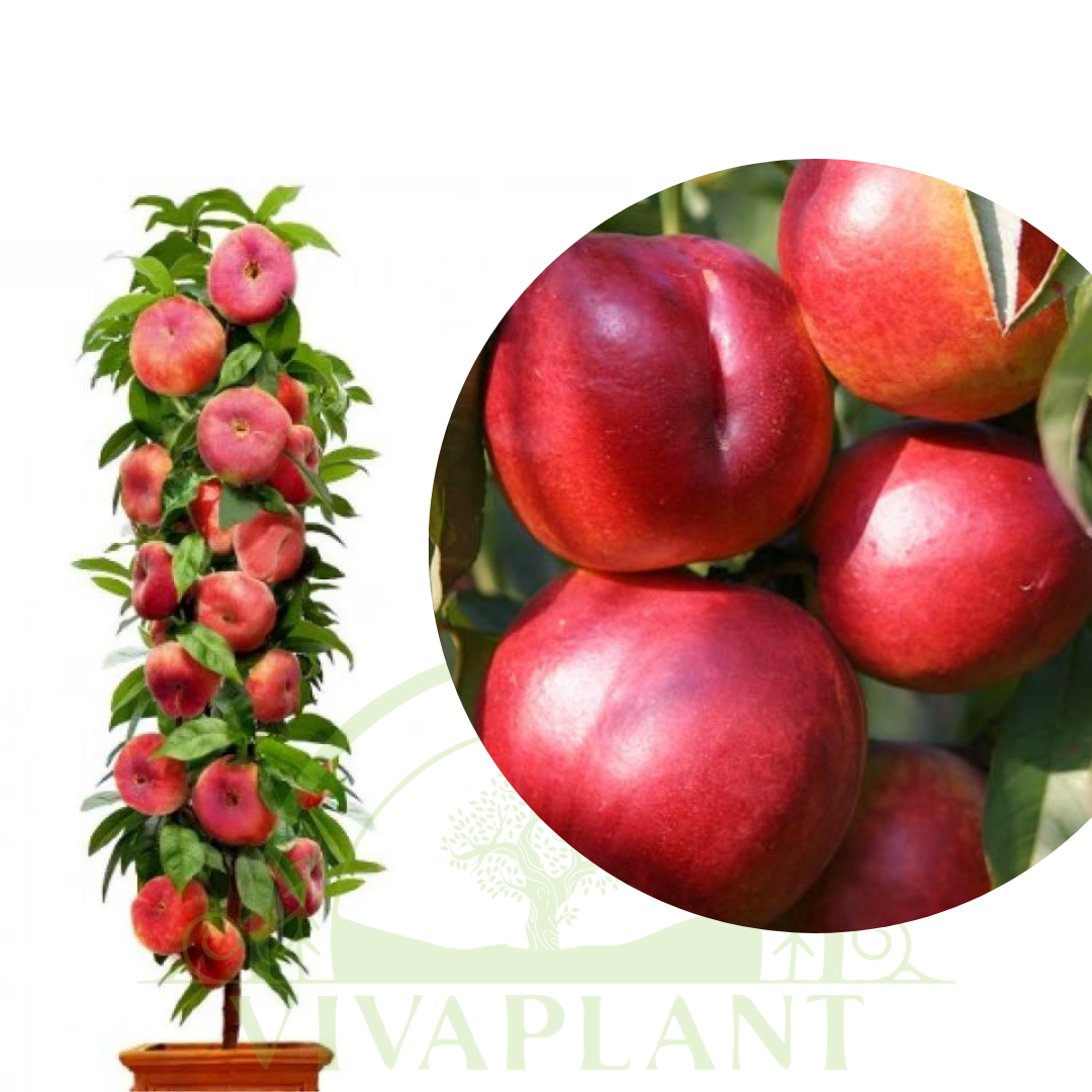 Nectarin Columnar – Cora