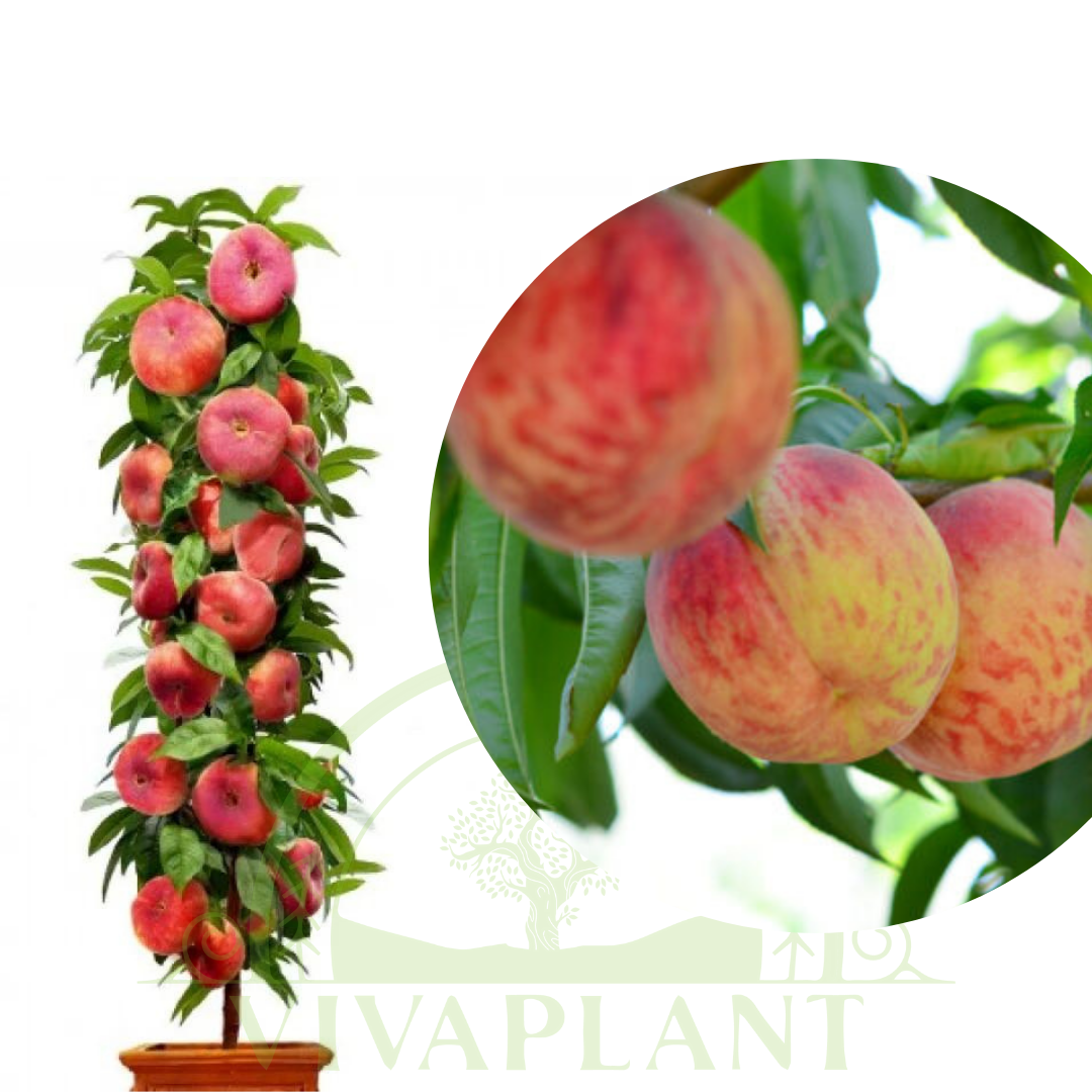 Nectarin Columnar – Fantasia