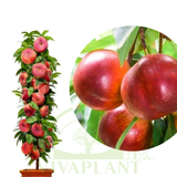 Nectarin Columnar – Fire Earth