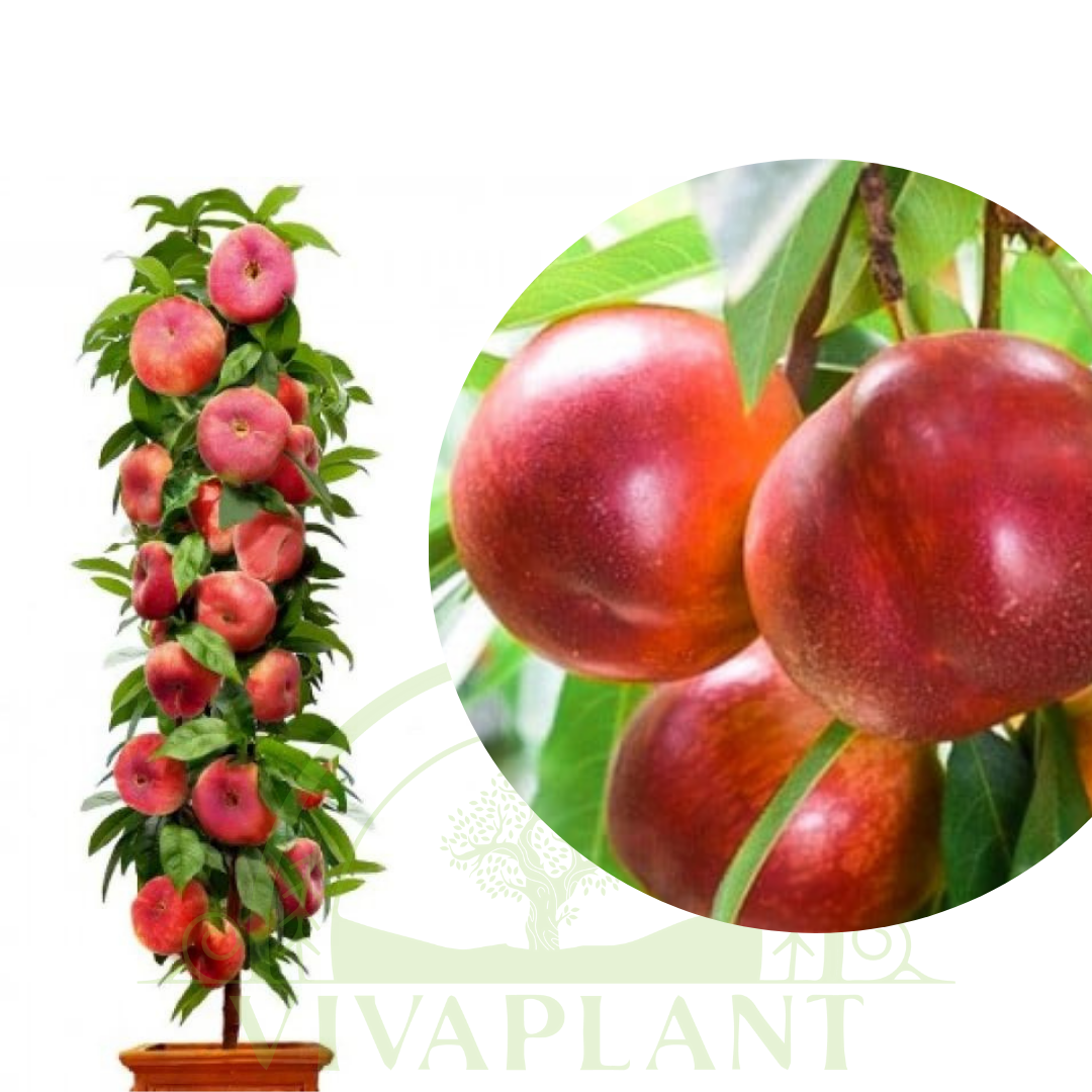 Nectarin Columnar – Fire Earth