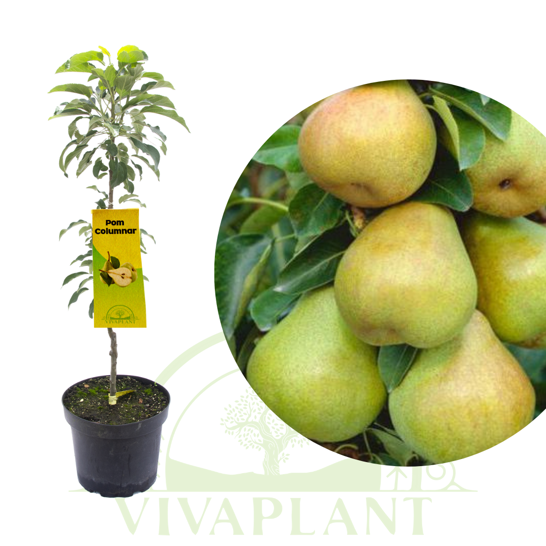 Păr Columnar – Pergamut (Bergamot)