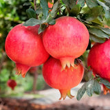 Rodiu Parfianka (Punica granatum 'Parfianka')