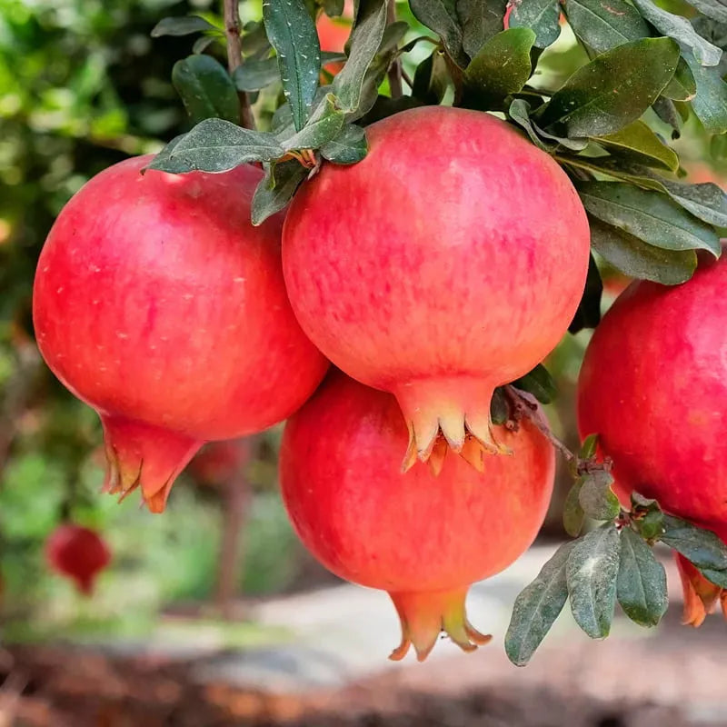 Rodiu Parfianka (Punica granatum 'Parfianka')