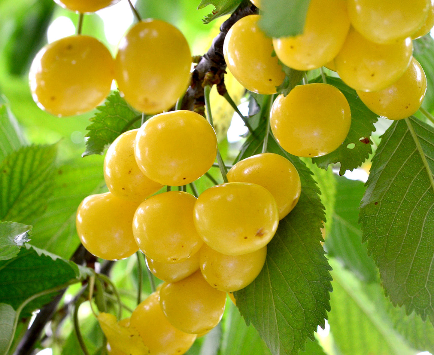 Cireș Donissen Galben (Prunus avium 'Dönissens Gelbe')