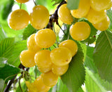 Cireș Donissen Galben (Prunus avium 'Dönissens Gelbe')