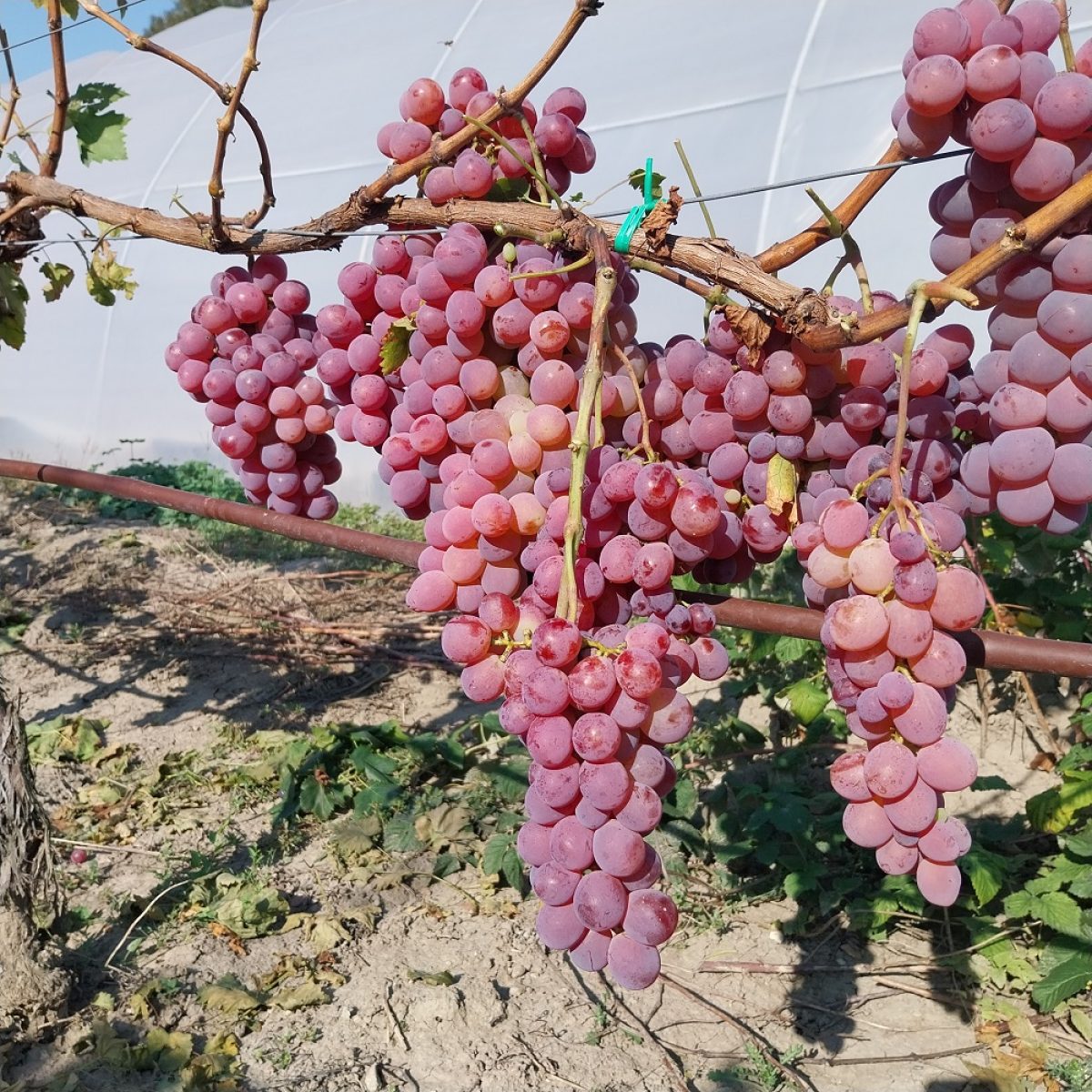 Butași Viță de Vie Rambo (Vitis vinifera 'Rambo')