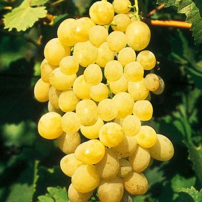 Butași Viță de Vie Regina (Vitis vinifera 'Regina')
