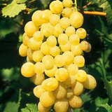 Butași Viță de Vie Regina (Vitis vinifera 'Regina')