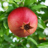 Rodiu Ak Don Crimeea (Punica granatum 'Ak Don Crimeea')