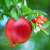 Rodiu Wonderful (Punica granatum 'Wonderful')