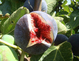 Smochin Brogiotto Nero (Ficus carica 'Brogiotto Nero')