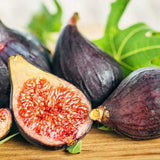 Smochin Royal Black (Ficus carica 'Royal Black')