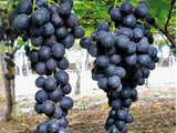 Butași Viță de Vie Supernova (Vitis vinifera 'Supernova')