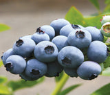 Afin de Cultură Toro (Vaccinium corymbosum 'Toro')