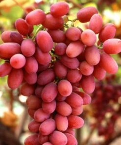 Butași Viță de Vie Dinka (Vitis vinifera 'Dinka')