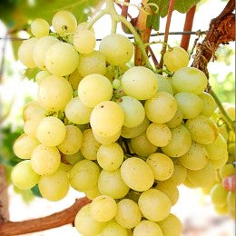Butași Viță de Vie Danlas (Vitis vinifera 'Danlas')