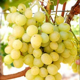 Butași Viță de Vie Danlas (Vitis vinifera 'Danlas')