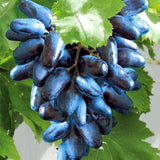 Butași Viță de Vie Maxi Black (Vitis vinifera 'Maxi Black')
