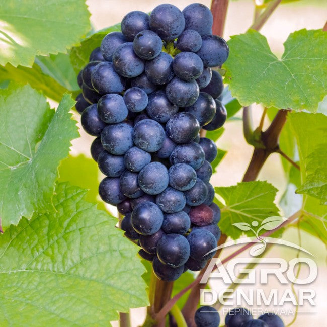 Butași Viță de Vie Pione (Vitis vinifera 'Pione')